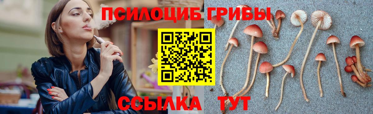 Тихвин  Псилоцибиновые грибы Psilocybe  Вход с VPN 